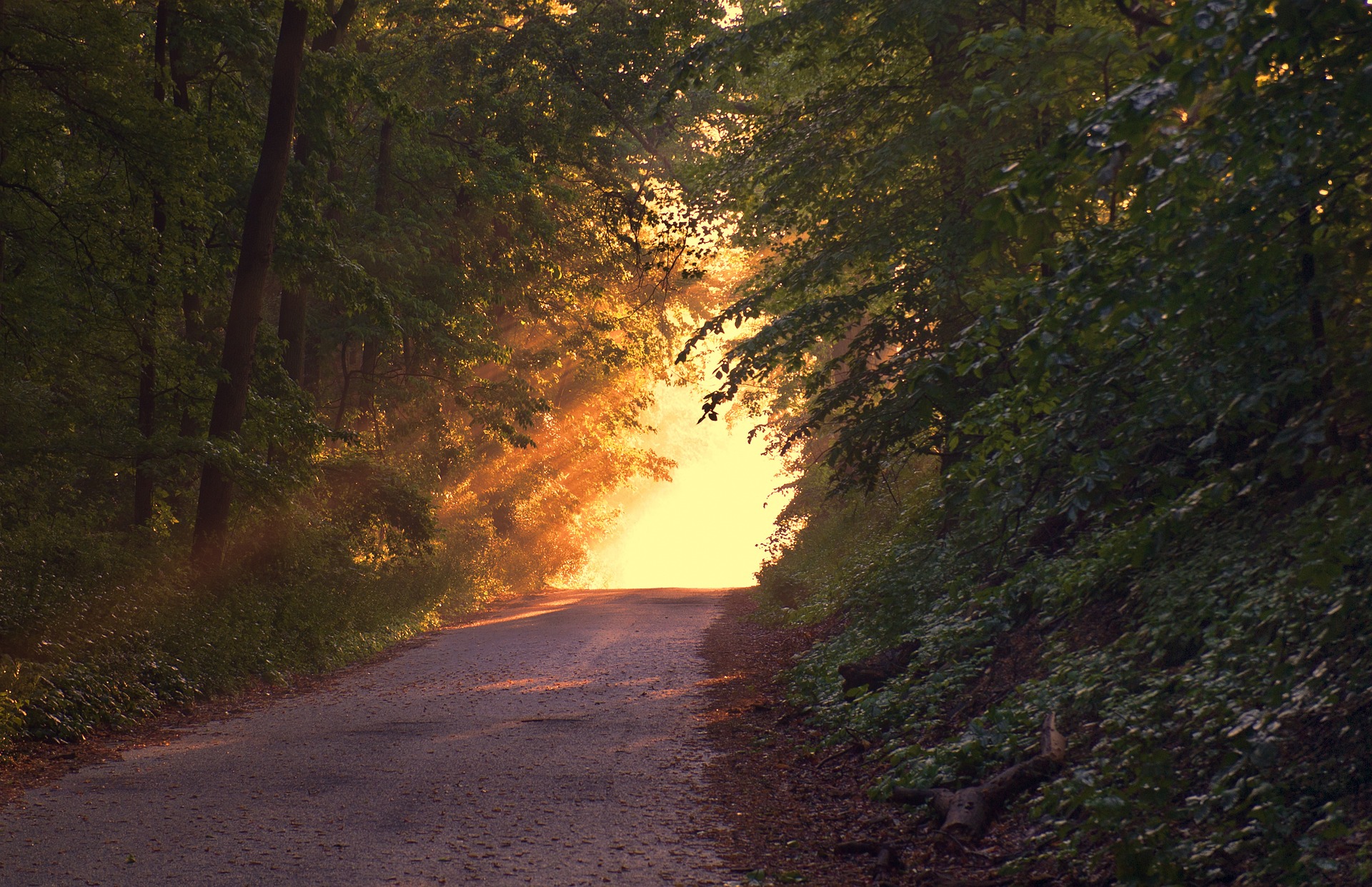 Sonne_Waldweg